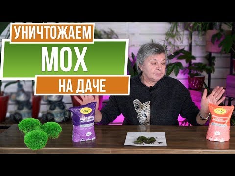 Видео: Удалять ли мох с клумб?