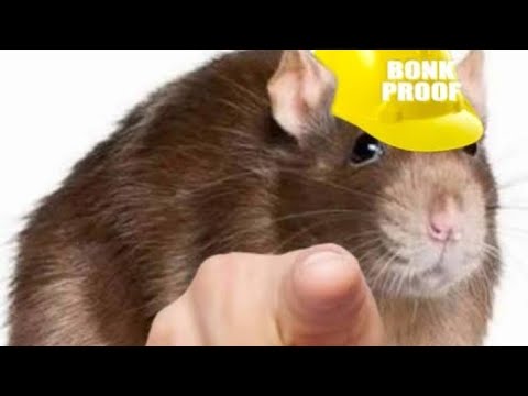 rat