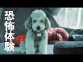 🐶大自然の脅威を思い知ってテントから出てこなくなったトイプードル【coody HAVENA】