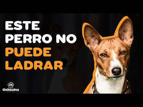 Video: Presentamos un cachorro para comida sólida