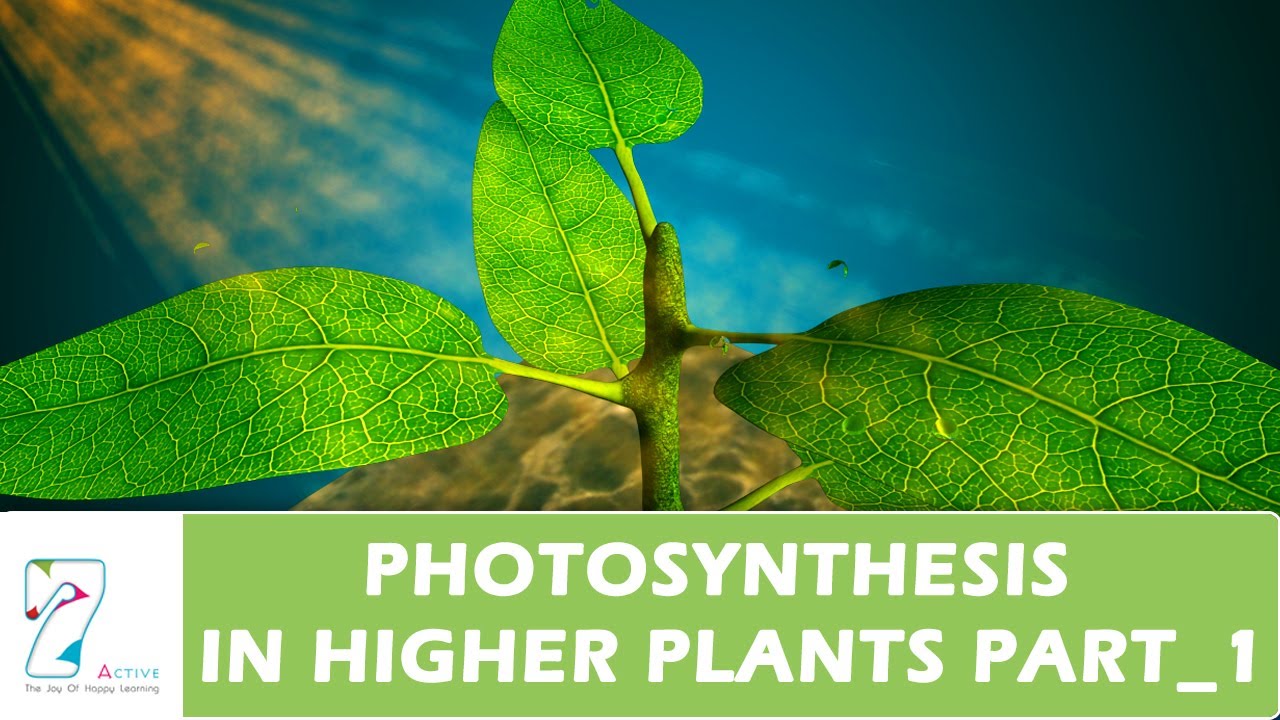 PHOTOSYNTHESIS IN HIGHER PLANTS_PART 01 YouTube PHOTOSYNTHESIS IN HIGHER PLANTS_PART 01 YouTube