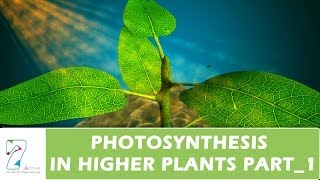 PHOTOSYNTHESIS IN HIGHER PLANTS_PART 01