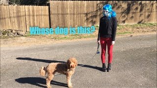 Larry Gave Me A Random Dog (A Sally Face Cosplay Video)