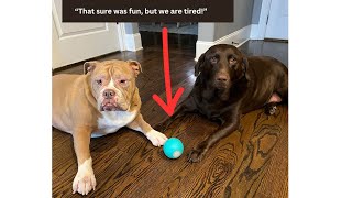 Wicked Ball PE, Interactive Dog Toy,3 Interactive Modes, for Medium and Large Dogs with LED Lights