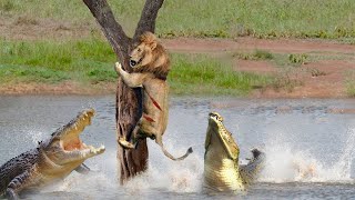 Крокодил против Льва! Битвы Животных, от Которых Мурашки по Коже