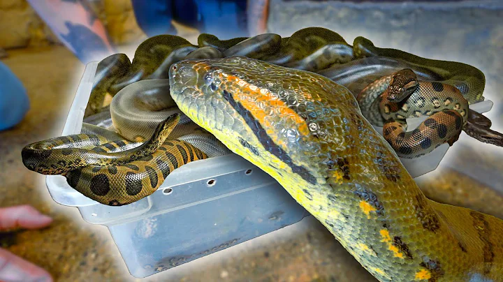Giant Anaconda and Her 41 Offspring Reunite!