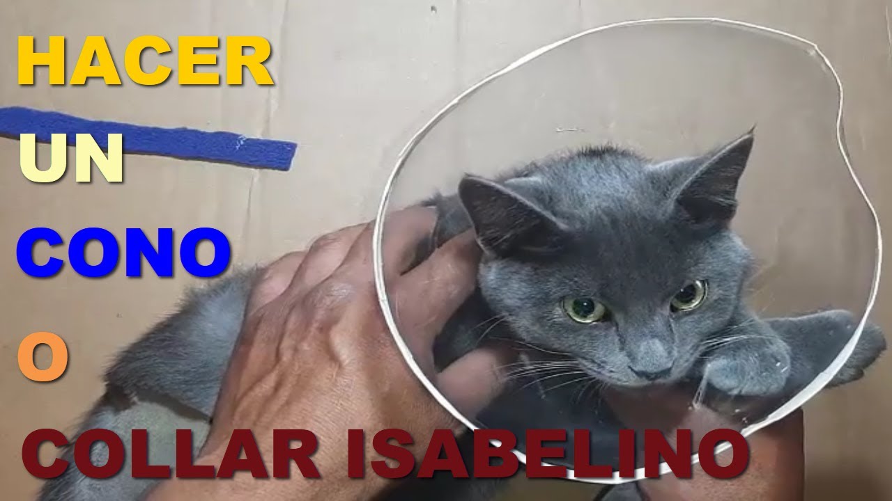 Elaborar un cono o collar isabelino para un gato o perro.