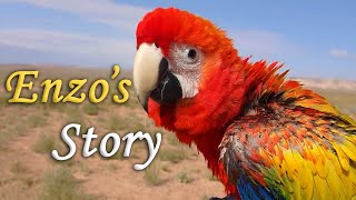 Enzo the Camelot Macaw's Story