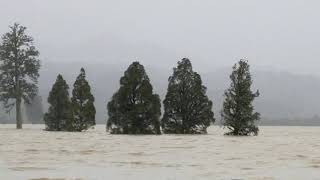 July 2021 flooding Buller River. a car stuck in the flood. Rescue.