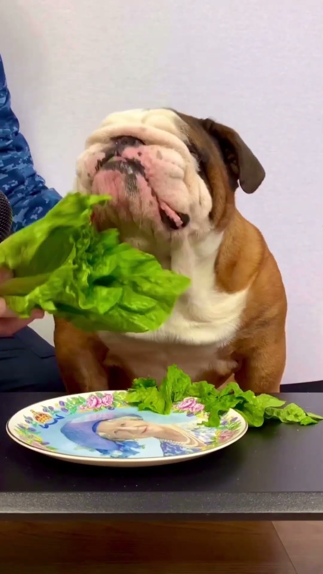 Bulldog Lettuce ASMR || ViralHog