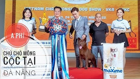 A Phỉ - Ngôi Sao trong Làng Chơi Chó H