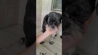 How to trim a dogs face with scissors, ShihTzu, no restraints, dog grooming from home