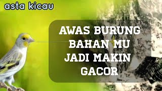 SUARA BURUNG KENARI RUSIA UNTUK MASTERAN BURUNG PAUD