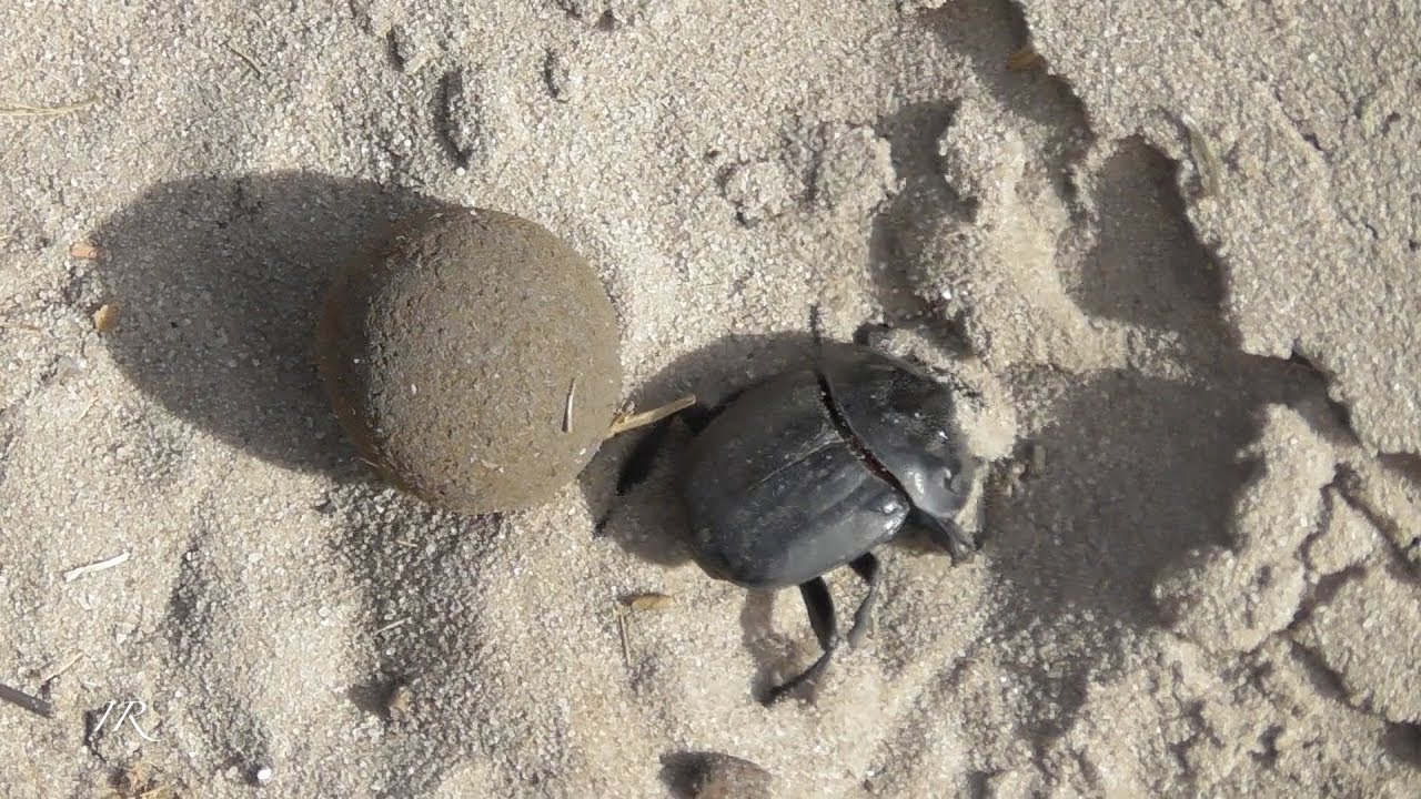 Dung beetle does what dung beetles do