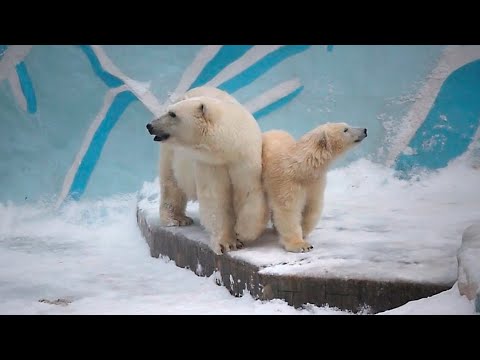 Медвежонок Белка прыгнула в воду под аплодисменты и крики детей. - YouTube