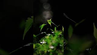 LIGHT AND SHADOW || PLEASE LEAVE A TRACE