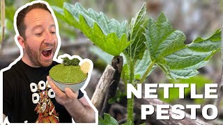 STINGING NETTLE PESTO FORAGE AND COOK