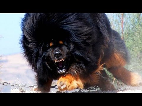 Video: Najveći Pas Na Svijetu