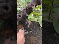 Ang lalakas ng agoho mga idol🌳