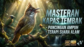 Masteran Kapas Tembak Gacor Full Isian, Ampuh Buka Paruh dan Bikin Rajin Bunyi