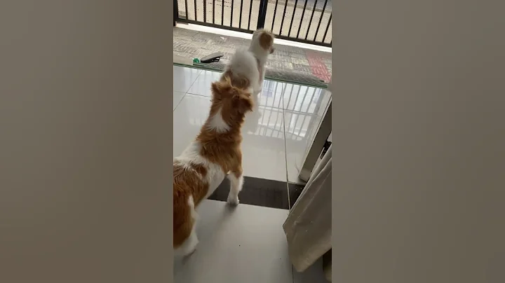 Full Video below👇  #feed #shorts #doglover #puppy #love #pets #cute #bestfeed #cutedog #doggo