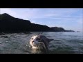 ニャッシー出現!?ニャン吉久しぶりの海水浴!~The cat which swims in the sea~