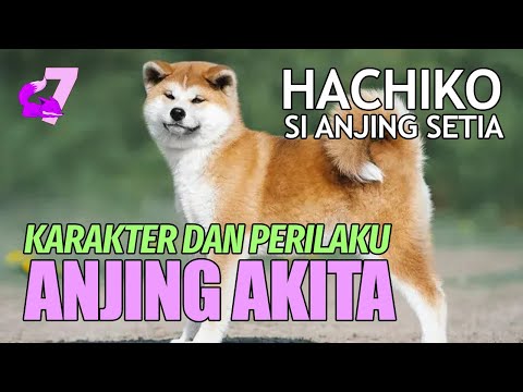 Video: 13 Bibit Anjing Ramah