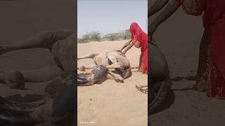 Desert Girl Quickly Brings Water to Cool the Camel! 🐪💦 Heartwarming Camel Care #Shorts