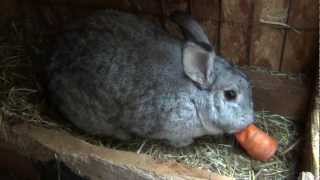 Кролики кушают морковку