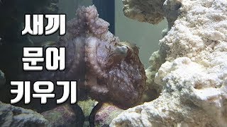 Let's breed baby Octopus