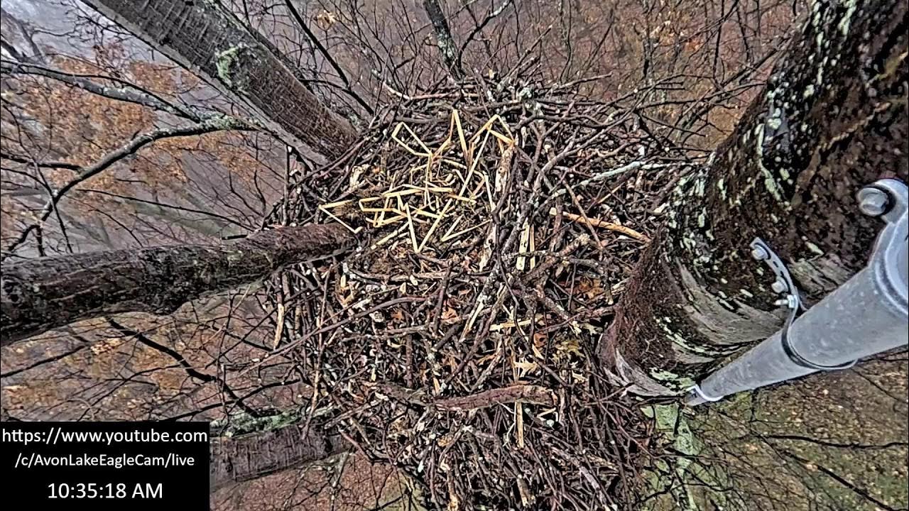 Avon Lake Eagle Cam 3 YouTube