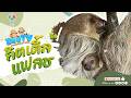 🔴 Live! Elsa &amp; Little Flash | 3-5-2026 , 15:00 | Zoo TV สวนสัตว์เปิดเขาเขียว