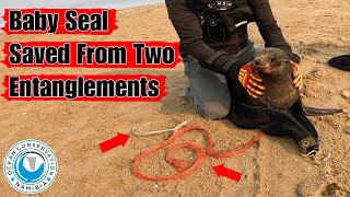 Baby Seal Saved From Two Entanglements