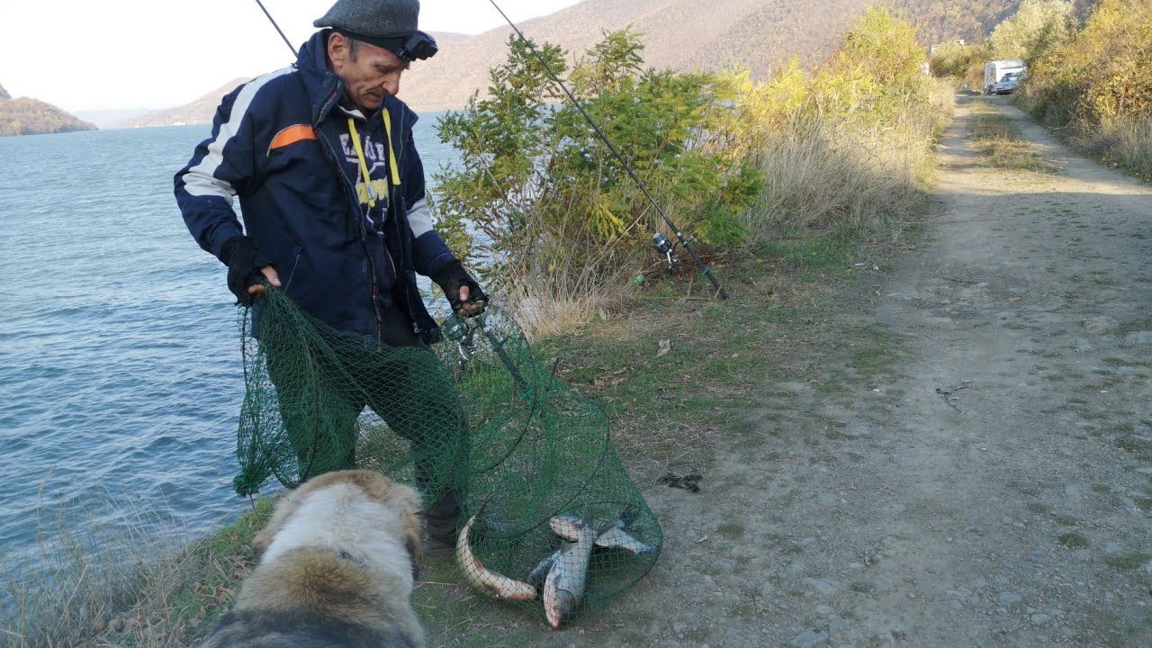 PESCUIT CU UICA GORE. Noua locație la Dunăre. Câțiva fitofagi, lebede și natură frumoasă.