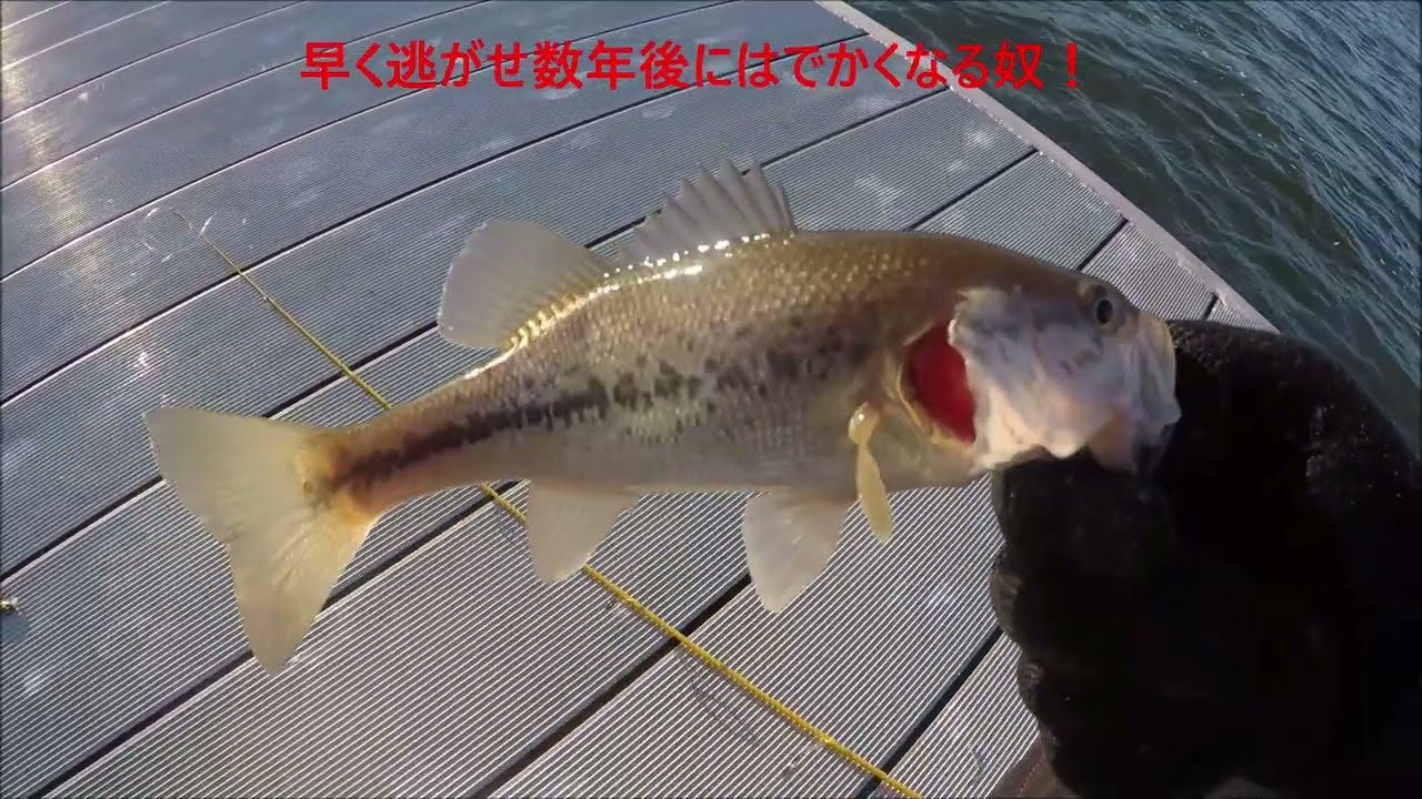 20260222ガンターズビルレイク　風の中のブラック釣り