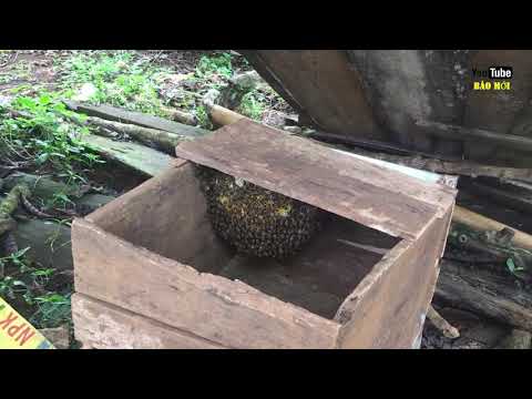 Video Độc lạ chiêu lấy mật ong rừng hiệu quả, không bị đốt -... - youtube