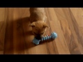 7 week old cairn terrier puppy filmed on samsung st550