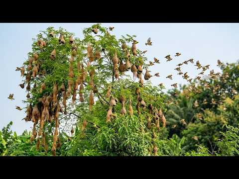 From Weaving Nest to First Flight, The Journey of a Baya Weaver | Nature Documentary