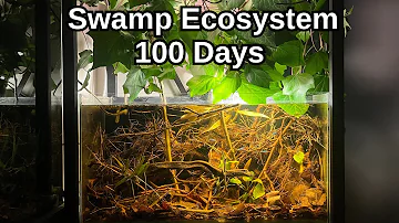 I Made a Swamp Forest Ecosystem - Here It Is!