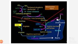 Regulation Of Urea Cycle /ইউরিয়া চক্র নিয়ন্ত্রণ/ यूरिया चक्र का विनियमन /యూరియా సైకిల్ నియంత్రణ