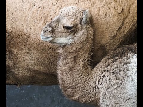 Video: Dromedary is een kameel met één bult: beschrijving van dieren, leefgebied