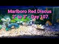 Marlboro Red Discus Day 107