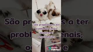 5 curiosidades que você precisa saber sobre o Shih Tzu 5 curiosidades que você precisa saber sobre o Shih Tzu