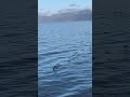 Ducks and pelicans flying north #moby