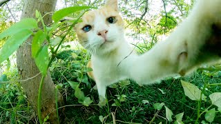 茶シロ猫の秘密の隠れ家を覗いたら、連続猫パンチで攻撃してきた