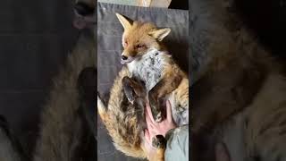 Morning Cuddle With Fox
