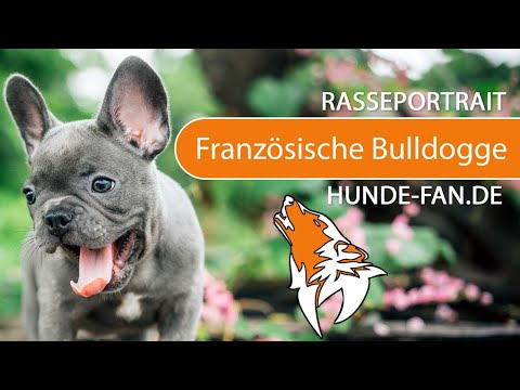 ► Französische Bulldogge
