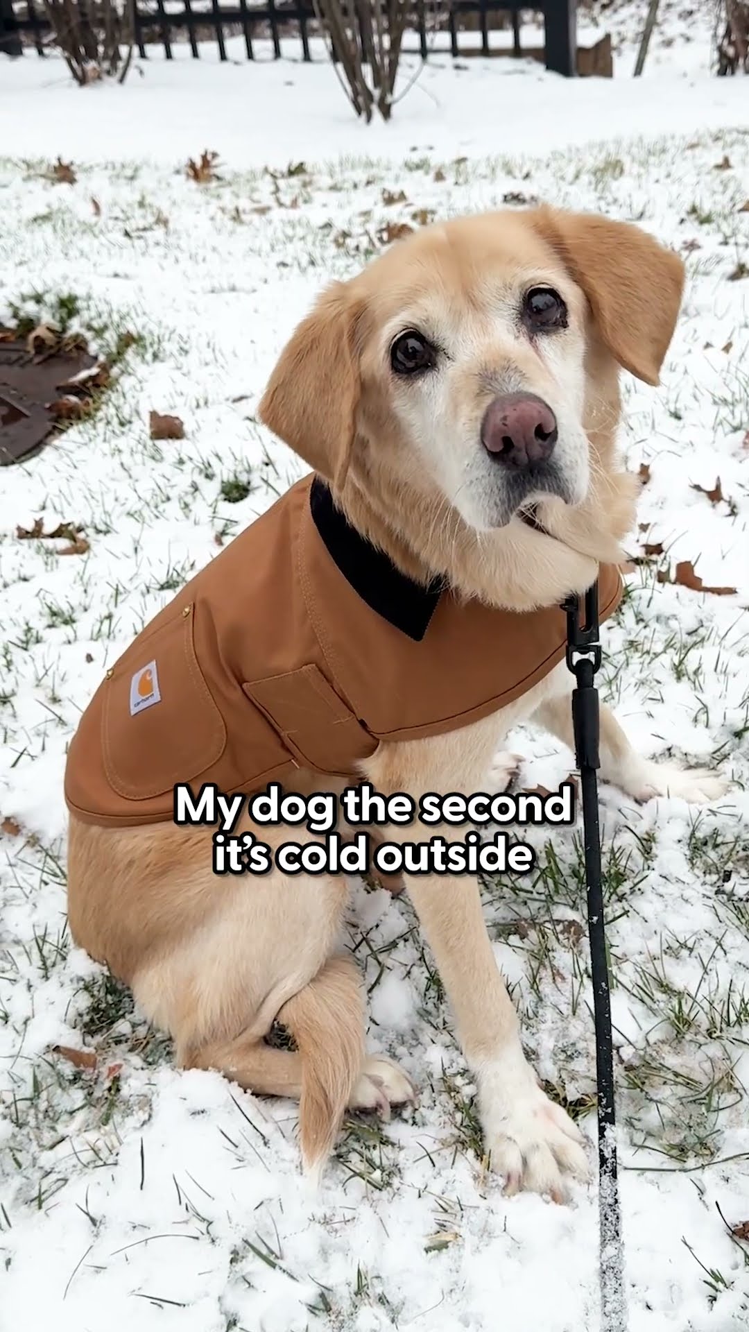 @carhartt Jackets For Your Pup | The Pack