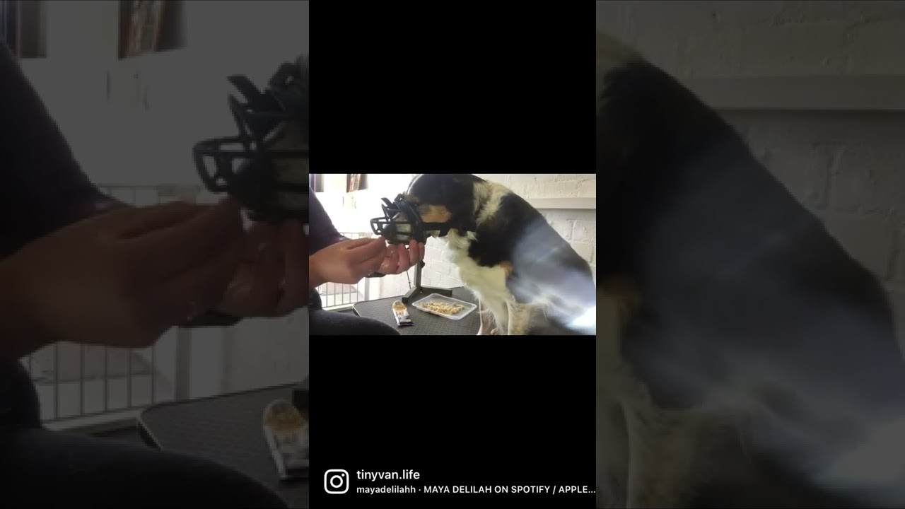 Initial stages of muzzle training with Mollie