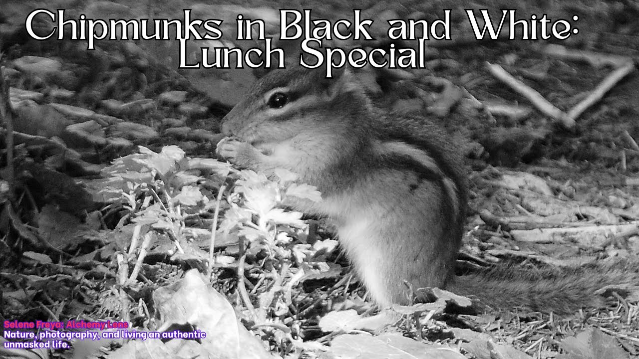 Chipmunks in Black and White: Lunch Special